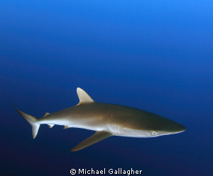 Silky Shark in the blue, Sudan by Michael Gallagher 